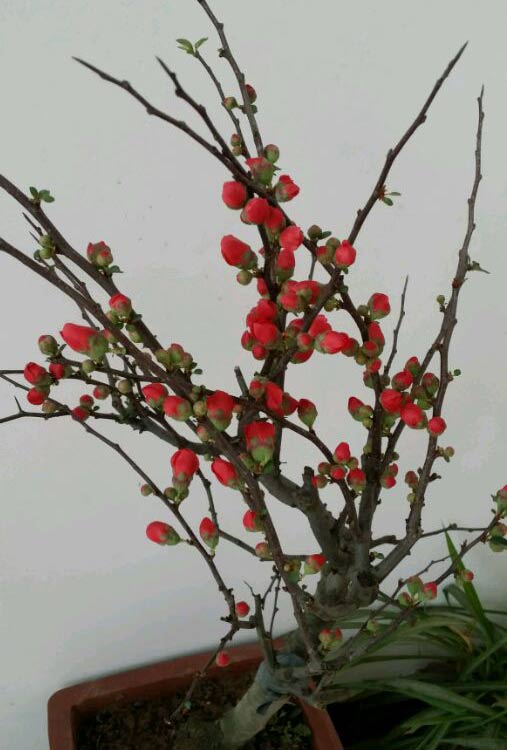 长寿冠海棠一年开几次