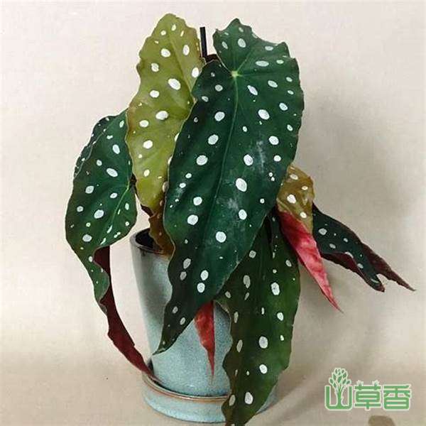 鳟鱼海棠什么时候开花