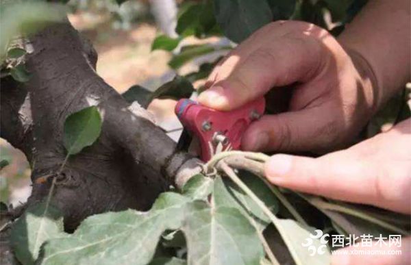 2、叶螨的防治