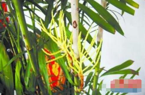 凤尾竹开花吗，开花但花期不固定/附凤尾竹的图片