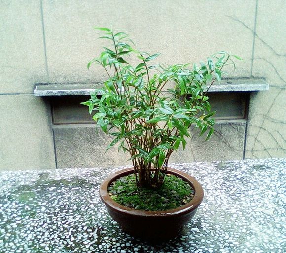 米竹和凤尾竹的区别，很简单