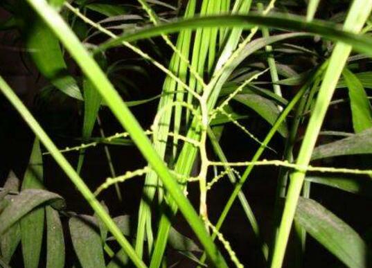 凤尾竹开花吗，开花但花期不固定/附凤尾竹的图片