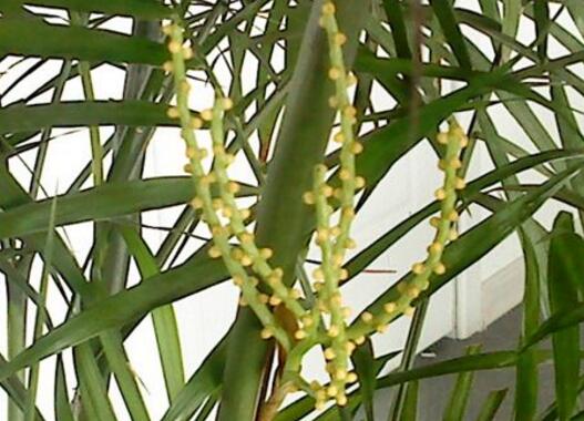 凤尾竹开花吗，开花但花期不固定/附凤尾竹的图片