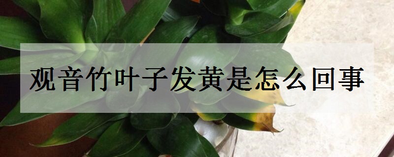 观音竹叶子发黄是怎么回事 有什么补救办法