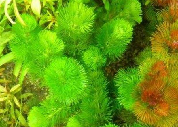 绿菊水草的功效与作用是什么，净化水质/增加氧气和观赏性