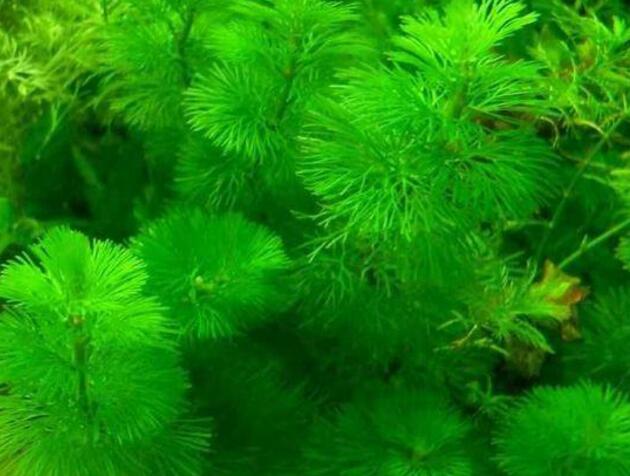 绿菊水草的功效与作用是什么，净化水质/增加氧气和观赏性