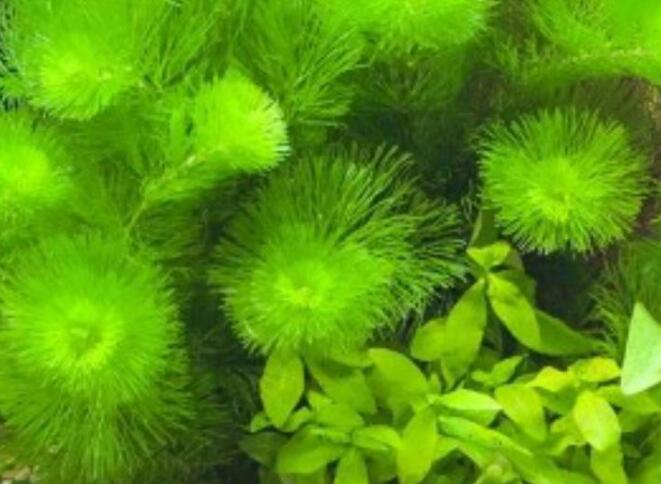 绿菊水草的功效与作用是什么，净化水质/增加氧气和观赏性