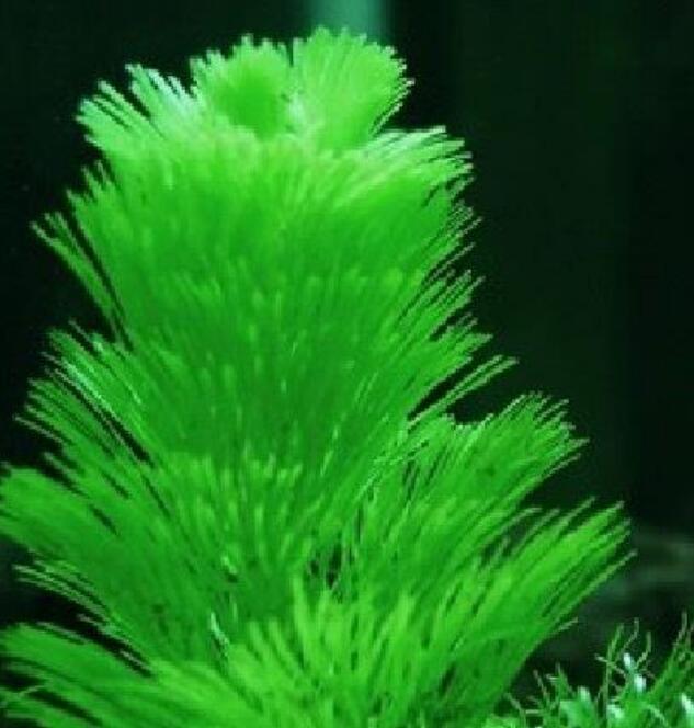 绿菊水草的功效与作用是什么，净化水质/增加氧气和观赏性