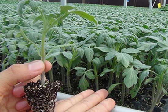 西红柿移栽缓苗需要几天(西红柿定植后几天灌根)