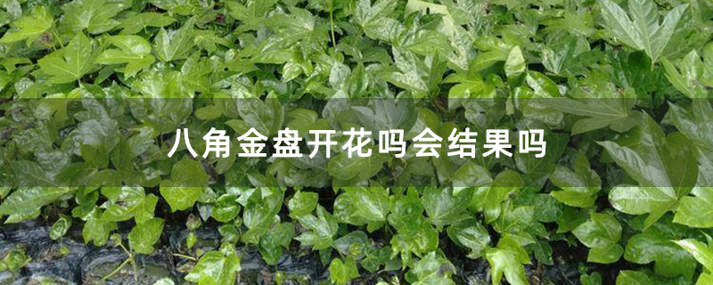 八角金盘开花吗会结果吗