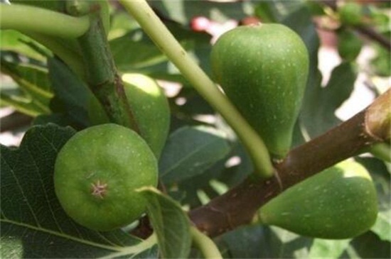 无花果品种有哪些？盘点十大无花果品种