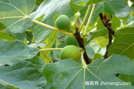 无花果树开花吗？