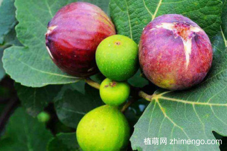 无花果树开花吗？