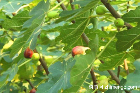 无花果树开花吗？
