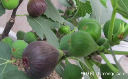 无花果会开花吗？