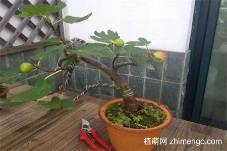 无花果会开花吗？