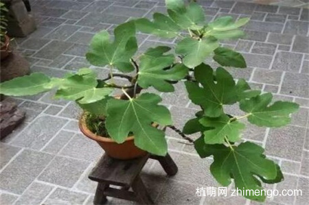 无花果会开花吗？