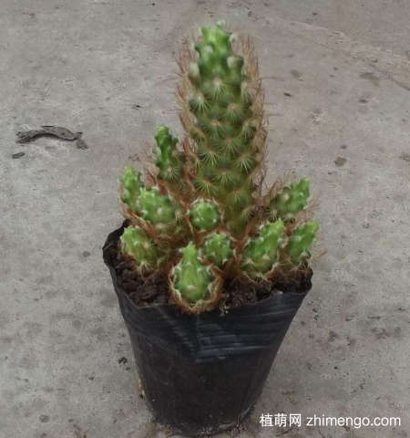 金手指好养吗？金手指养殖方法和注意事项