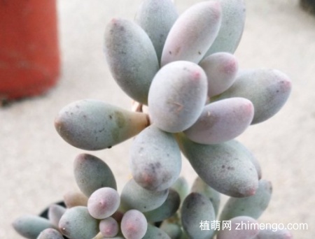 婴儿手指多肉怎么养，婴儿手指养殖方法