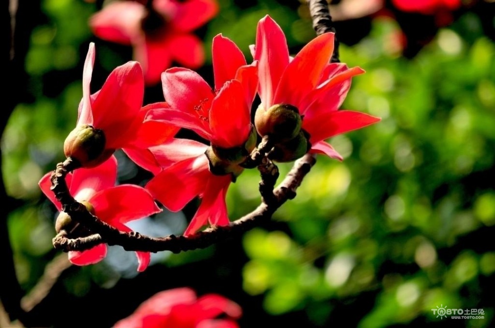 木棉花图片大全 木棉花图片欣赏