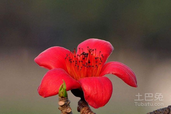 木棉花图片大全 木棉花图片欣赏
