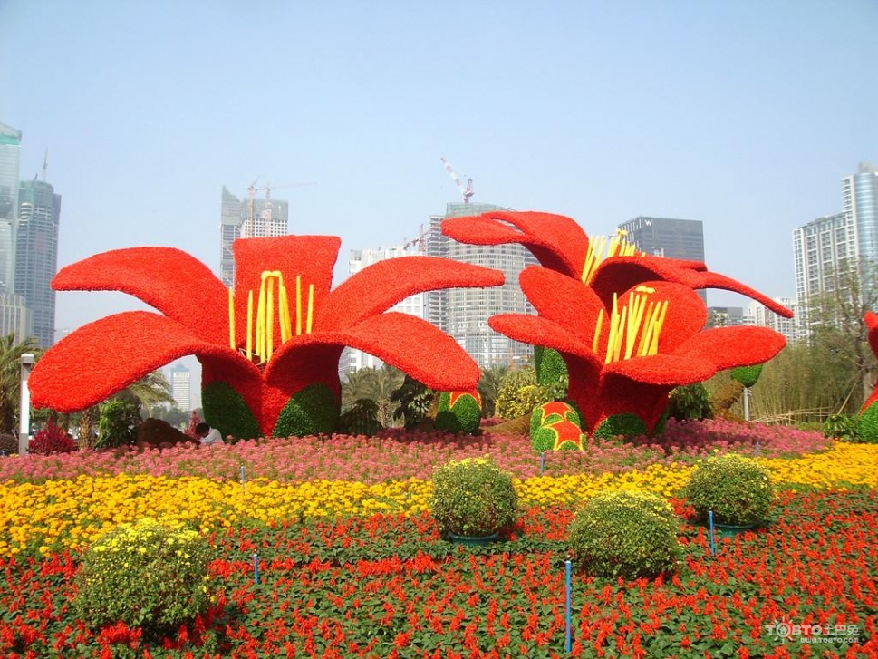 木棉花图片大全 木棉花图片欣赏