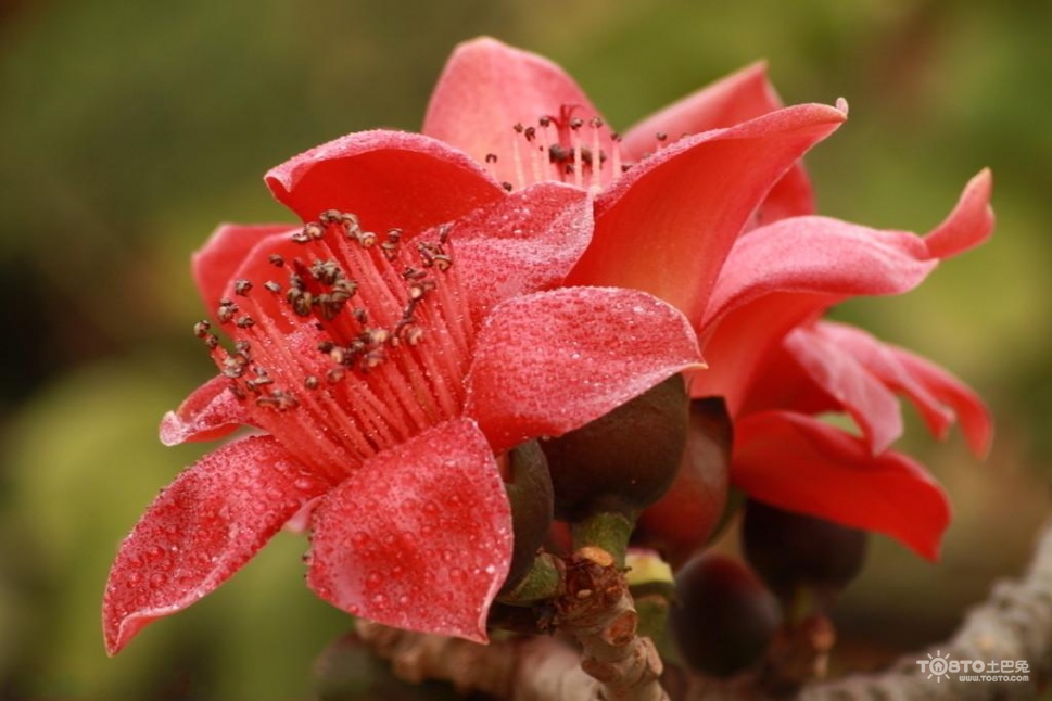 木棉花图片大全 木棉花图片欣赏