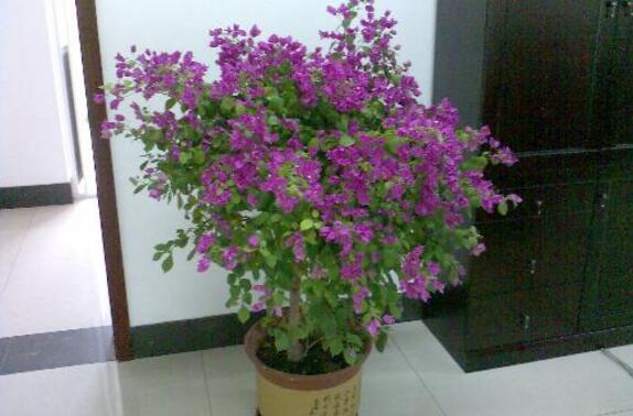 三角梅有几种颜色，三角梅多少钱一盆/6种花色最贵5000元