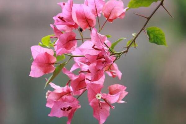 三角梅有几种颜色，三角梅多少钱一盆/6种花色最贵5000元