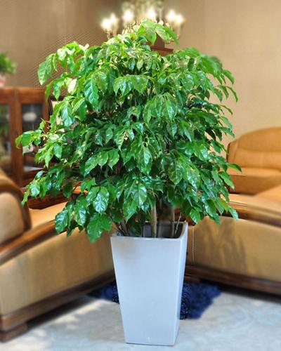 幸福树开花什么预兆是好事吗几率多少 幸福树开花结果的寓意图片