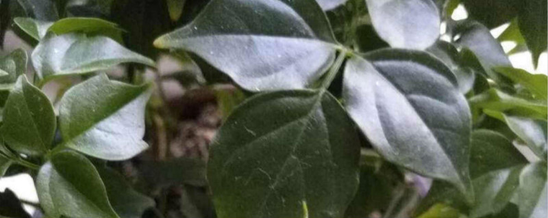 幸福树锯断怎么封口