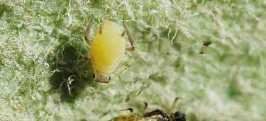 蚜虫，又称腻虫、蜜虫，世界上最具破坏性的植食害虫之一