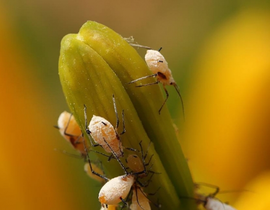 蚜虫，又称腻虫、蜜虫，世界上最具破坏性的植食害虫之一
