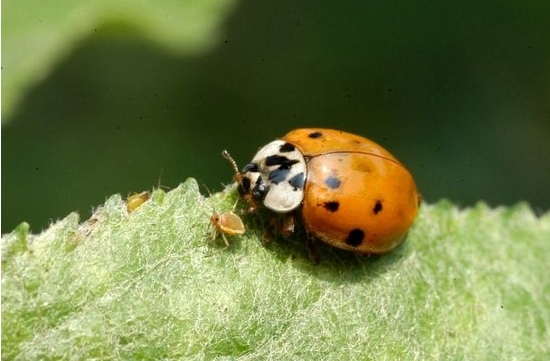 蚜虫，又称腻虫、蜜虫，世界上最具破坏性的植食害虫之一