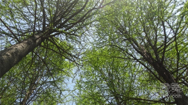 松柏树功效及药用价值介绍