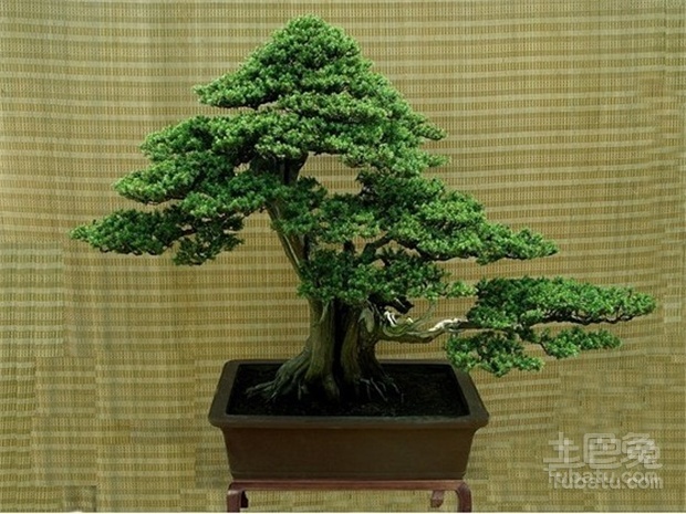 松柏树功效及药用价值介绍