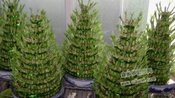 开运竹叶子发黄怎么办？开运竹应该怎样养殖呢？