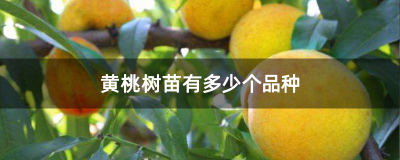 黄桃树苗有多少个品种