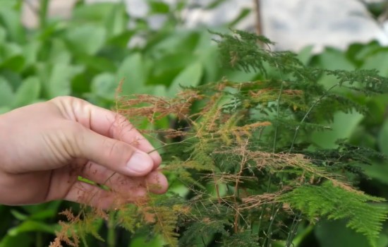文竹换盆后叶子发黄 要趁早做修剪处理