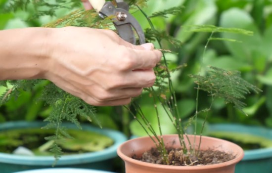 文竹换盆后叶子发黄 要趁早做修剪处理