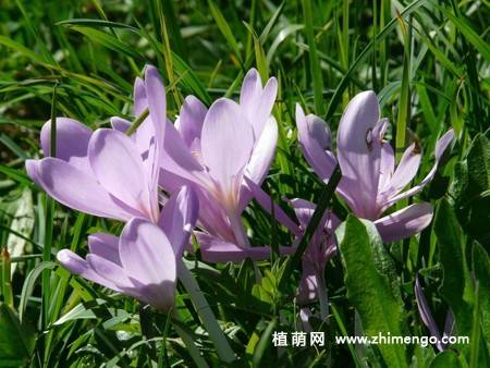 14张水仙花高清图片