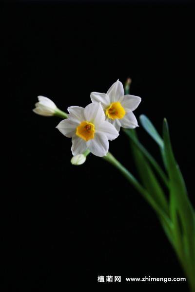 14张水仙花高清图片