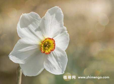 14张水仙花高清图片