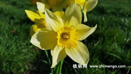 14张水仙花高清图片