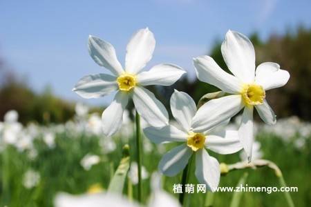 14张水仙花高清图片
