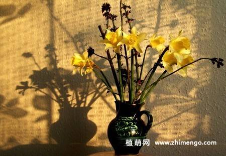 14张水仙花高清图片