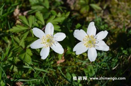 14张水仙花高清图片