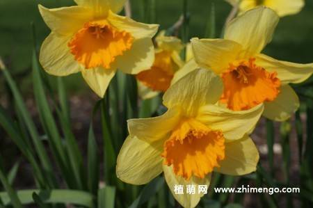 14张水仙花高清图片