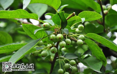 垂丝海棠图片赏析
