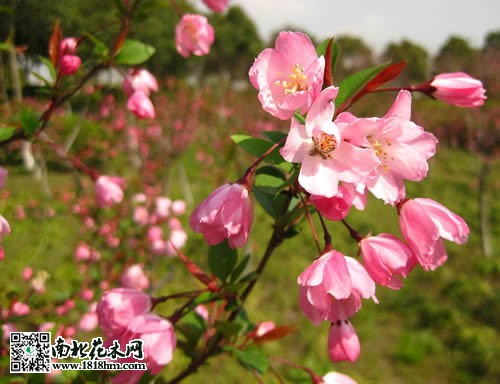 垂丝海棠图片赏析